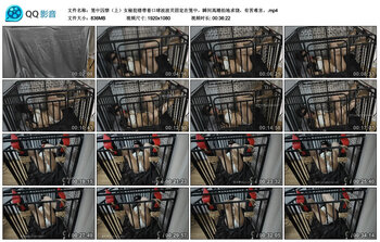 笼中囚禁（上）女秘犯错带着口球波波贝固定在笼中，瞬间高潮拍地求饶，有苦难言。